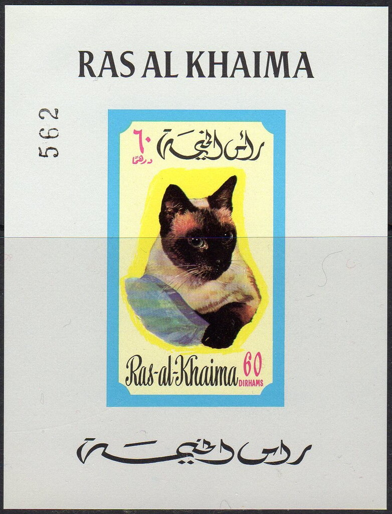 Siamese Cat (Felis silvestris catus)