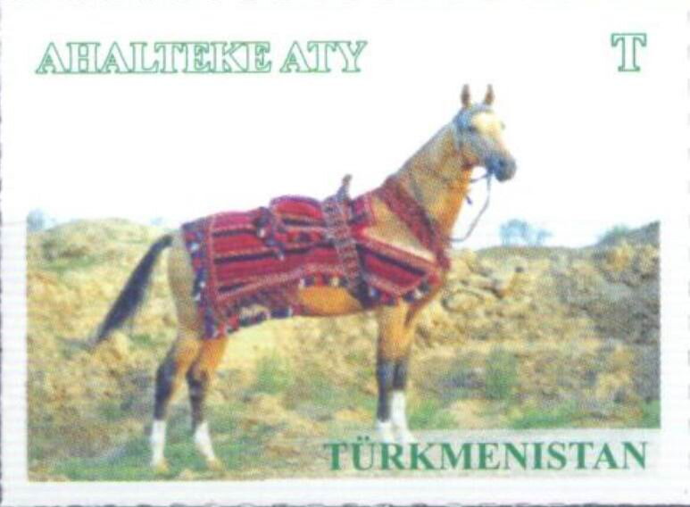 Akhal-Teke Horse (Equus ferus caballus)