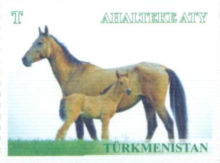Akhal-Teke Horse (Equus ferus caballus)