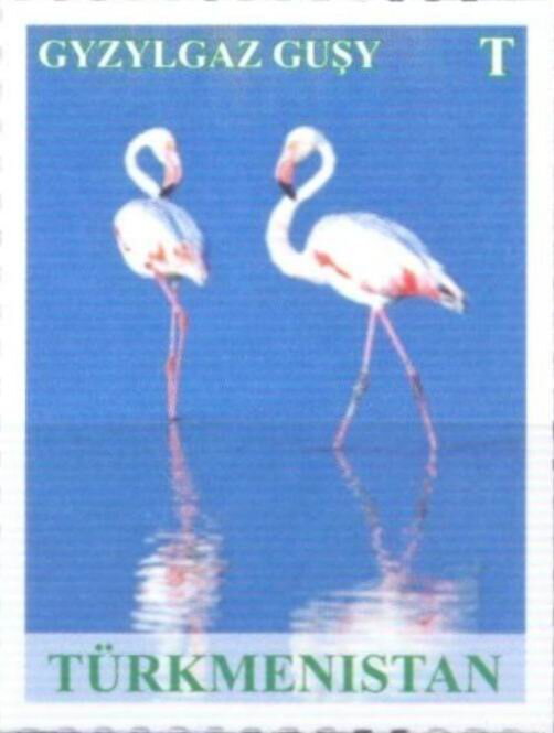 Greater Flamingo (Phoenicopterus roseus)