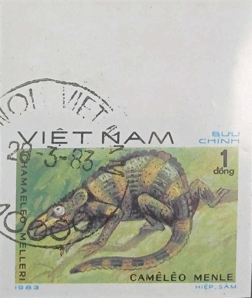Meller's Chamaeleon (Chamaeleo melleri)