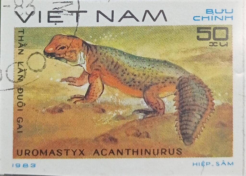 North African Mastigure (Uromastyx acanthinurus)