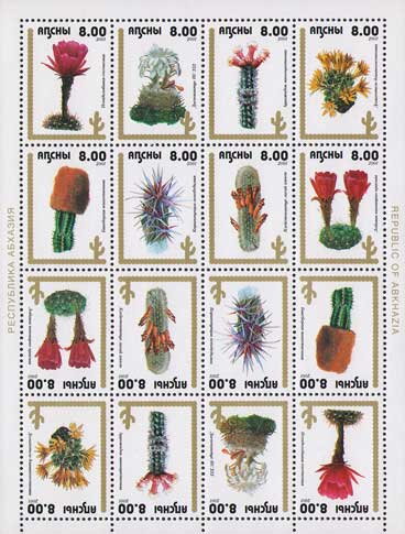 Cactus