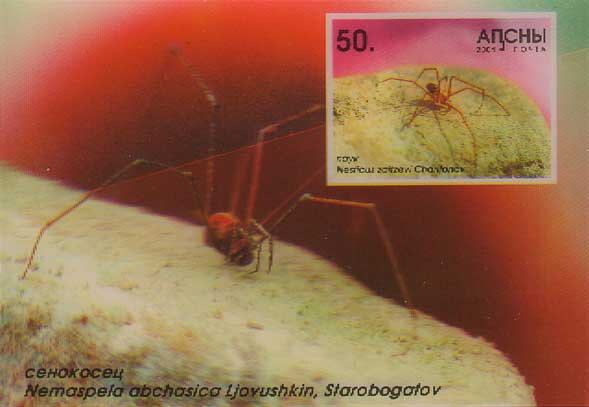 Nesticus zaitzevi Charitonov