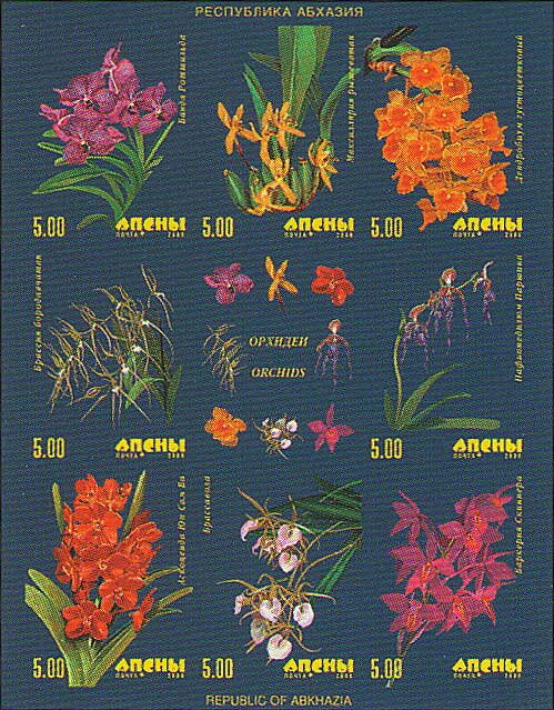 Orchid
