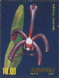 Stamp, Orchid, Abkhazia,  , Flowers, Orchids, Plants (Flora)