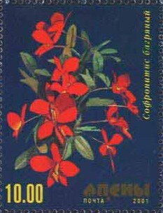 Orchid