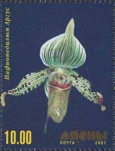 Orchid