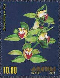 Orchid