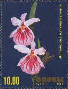 Orchid