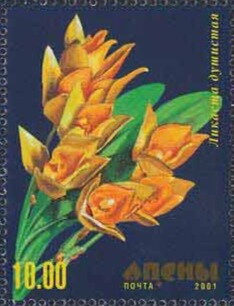Orchid