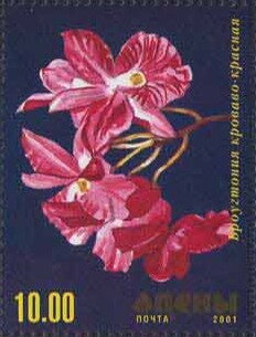 Orchid
