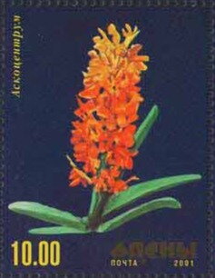 Orchid