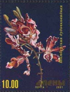 Orchid