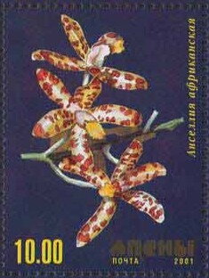 Orchid