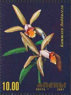 Orchid