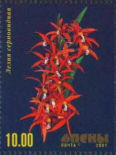 Orchid