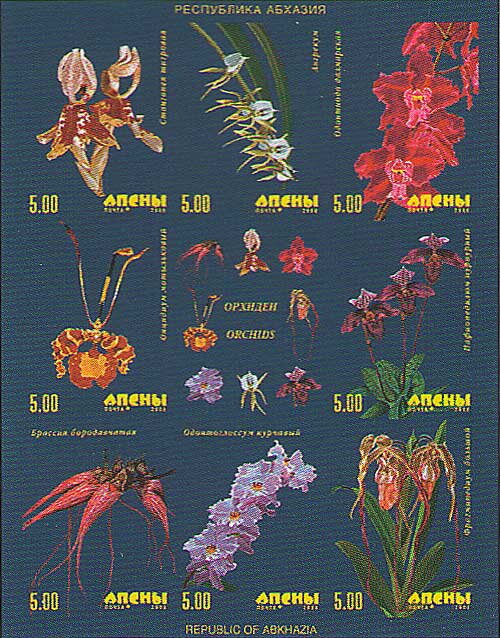 Orchids