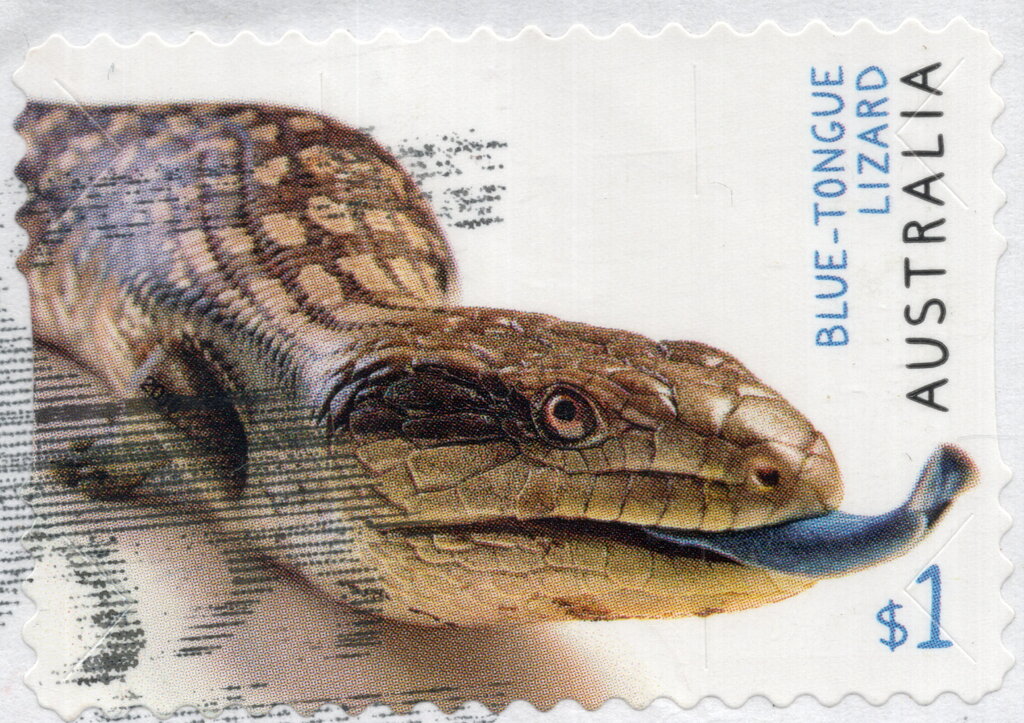 Blue-Tongue Lizard (Tiliqua scincoides)