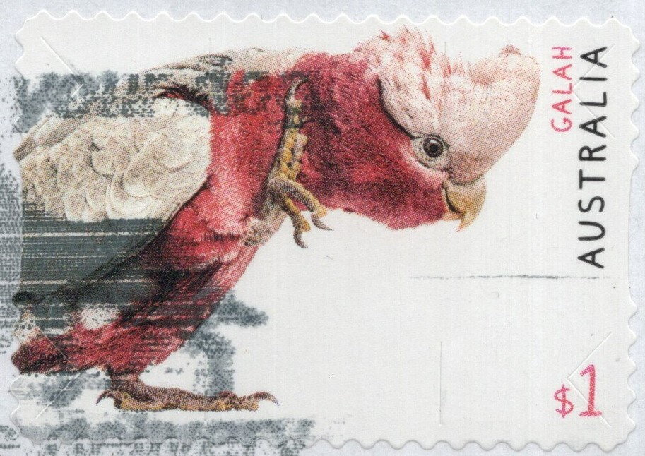 Galah (Eolophus roseicapilla)