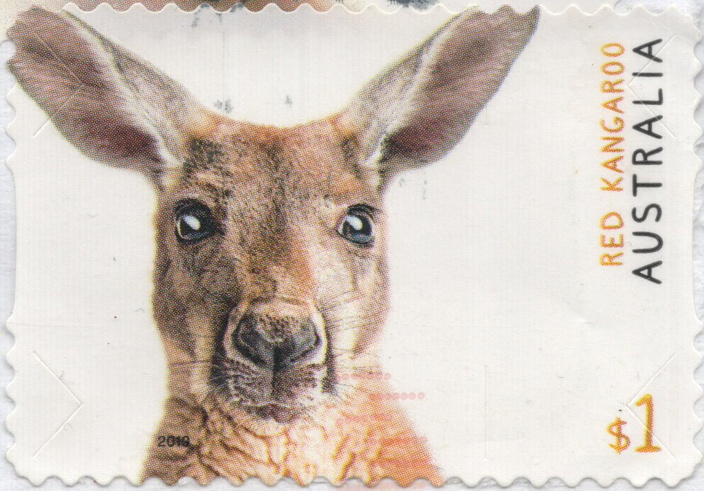 Red Kangaroo (Osphranter rufus)