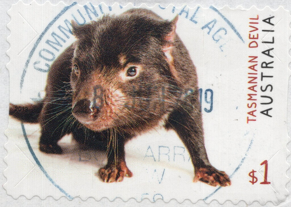 Tasmanian Devil (Sarcophilus harrisii)