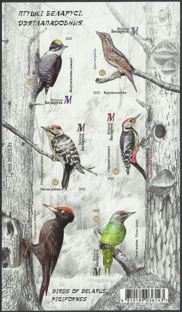 Birds of Belarus - Piciformes (2022)