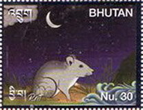 Rat