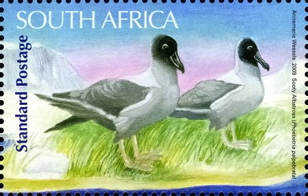 Light-mantled Sooty Albatross (Phoebetria palpebrata) 