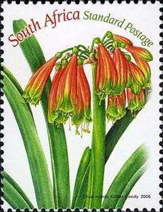Stamp, Clivia Nobilis, South Africa,  