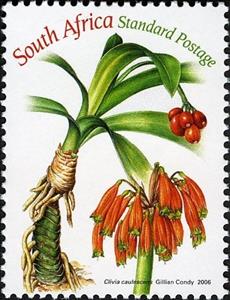 Stamp, Clivia Caulescens, South Africa,  