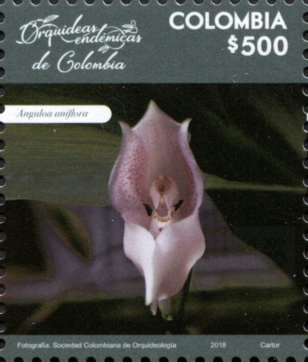 Anguloa uniflora