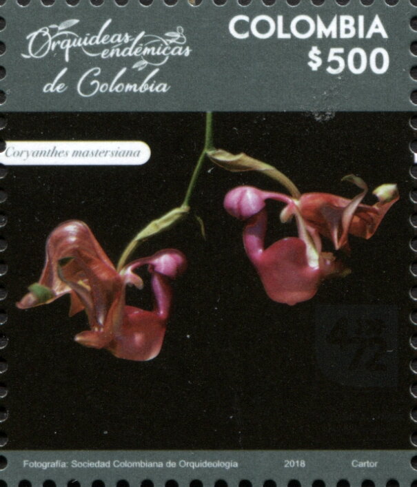 Coryanthes mastersiana