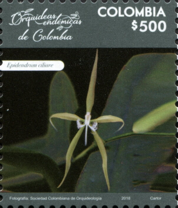 Epidendrum ciliare