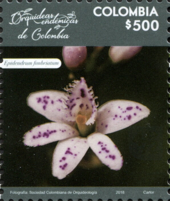 Epidendrum fimbriatum