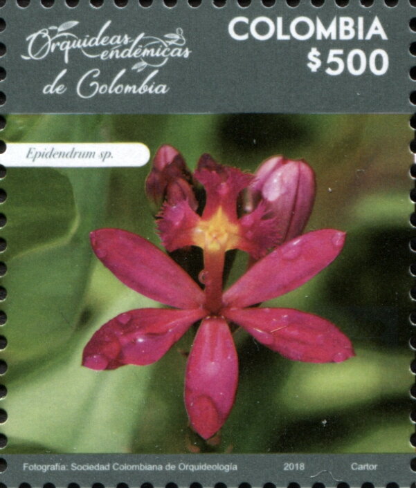 Epidendrum sp.