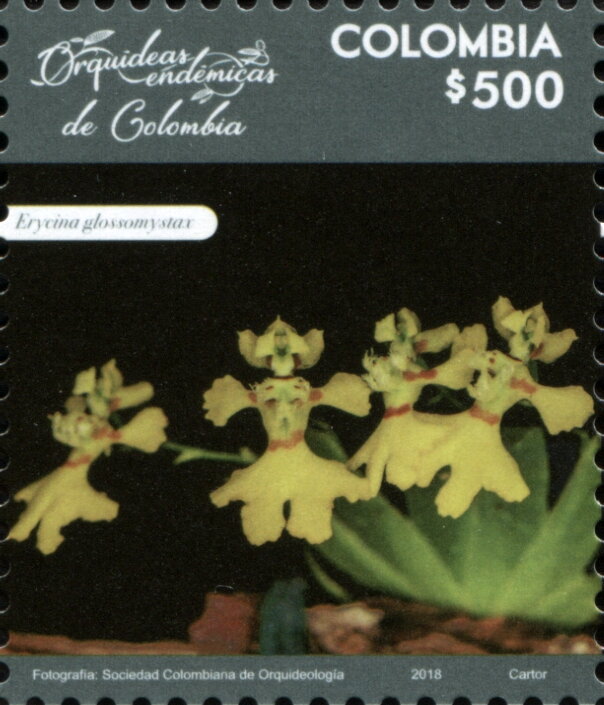 Erycina glossomystax