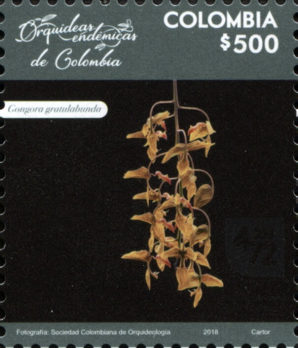 Gongora gratulabunda