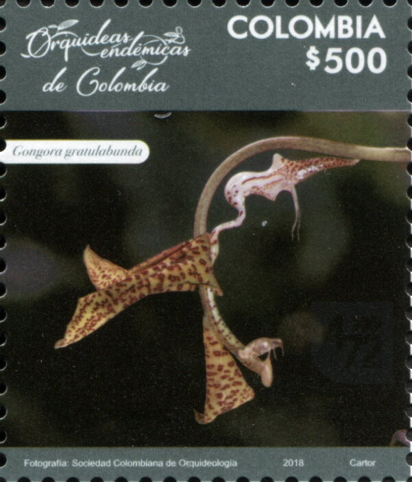 Gongora gratulabunda