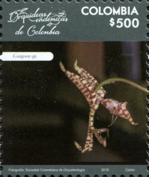 Gongora sp.