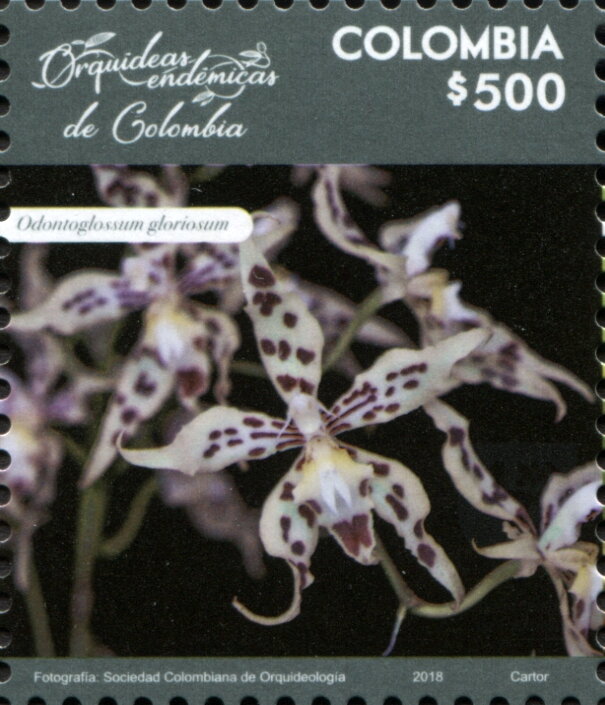 Odontoglossum gloriosum