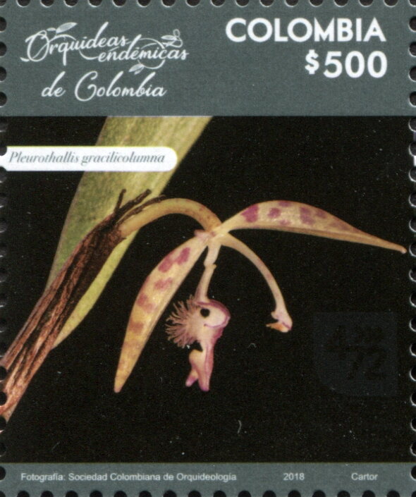 Pleurothallis gracilicolumna