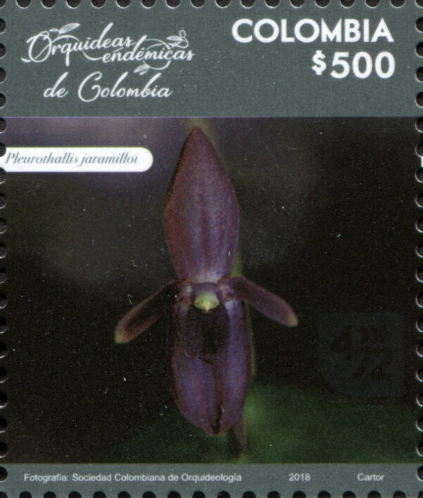Pleurothallis jaramilloi