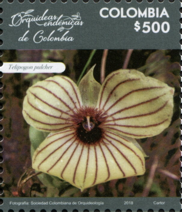 Telipogon pulcher