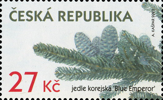 Korean Fir (Abies koreana 'Blue Emperor')