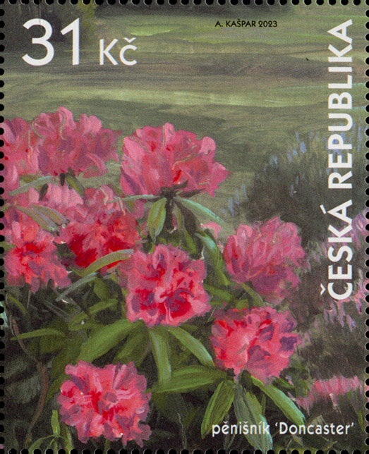 Rhododendrons
