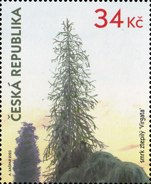Snake Branch Spruce (Picea abies 'Virgata')