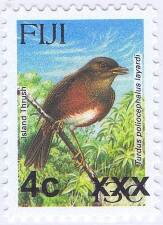 Island Thrush (Turdus poliocephalus layardi)