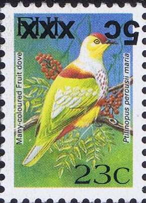Many-coloured Fruit Dove (Ptilinopus perousii mariae)