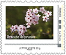 Plum tree blossom. branche de prunier